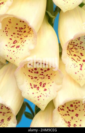 Großblütiger Gelber Fingerhut, Digitalis grandiflora, Giftpflanze aus der Familie der Wegerichgewächse, Plantaginaceae, Heilpflanze / à grandes fleurs Banque D'Images