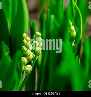Fraîcheur du printemps macro fermer inflorescence de la fleur Lily de la vallée, également connu sous le nom de Convallaria majalis fleur. Fleurs blanches dynamiques en su Banque D'Images