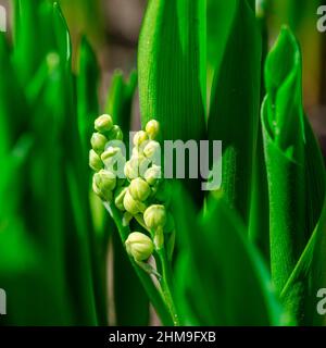 Fraîcheur du printemps macro fermer inflorescence de la fleur Lily de la vallée, également connu sous le nom de Convallaria majalis fleur. Fleurs blanches dynamiques en su Banque D'Images