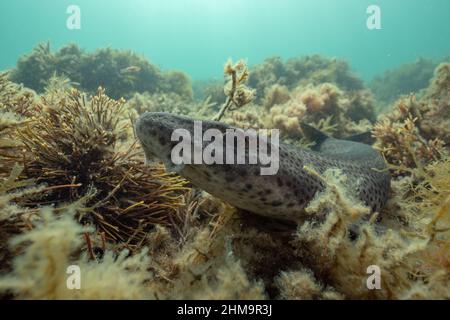 Noursedrier (Scyliorhinus stellaris) se reposer sur le récif, au pays de Galles Banque D'Images