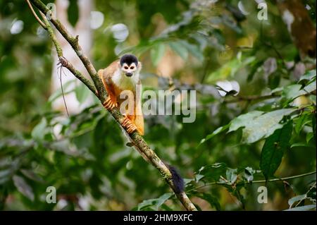 Singe écureuil d'Amérique centrale ou singe écureuil à dos rouge (Saimiri oerstedii), parc national du Corcovado, péninsule d'Osa, Costa Rica Banque D'Images