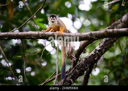 Singe écureuil d'Amérique centrale ou singe écureuil à dos rouge (Saimiri oerstedii), parc national du Corcovado, péninsule d'Osa, Costa Rica Banque D'Images