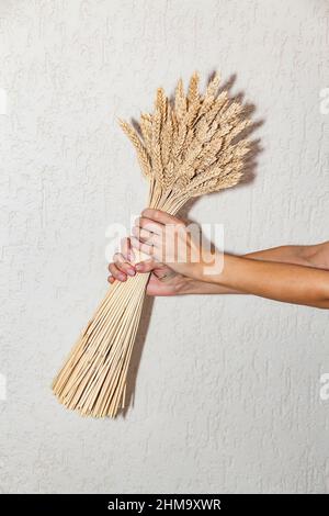 Grand bouquet d'oreilles séchées dans la main de femme contre le fond du mur dans la lumière dure avec ombre. Base conceptuelle minimaliste pour le Banque D'Images