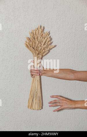 Grand bouquet d'oreilles séchées dans la main de femme contre le fond du mur dans la lumière dure avec ombre. Base conceptuelle minimaliste pour le Banque D'Images