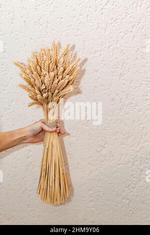 Grand bouquet d'oreilles séchées dans la main de femme contre le fond du mur dans la lumière dure avec ombre. Base conceptuelle minimaliste pour le Banque D'Images