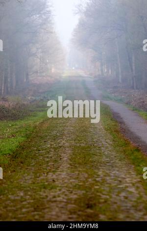 la troue d'arenberg - la tranchée d'Arenberg Banque D'Images