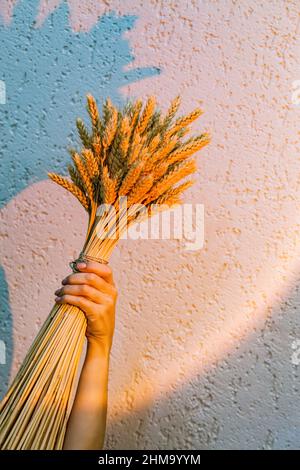 Grand bouquet d'oreilles séchées dans la main de femme contre le fond du mur à la lumière d'une lampe de coucher de soleil. Base conceptuelle minimaliste pour le Banque D'Images