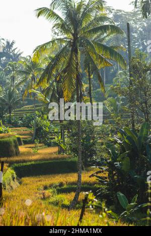 Paysage de grands palmiers qui grandissent parmi les plantations par temps ensoleillé en Indonésie Banque D'Images