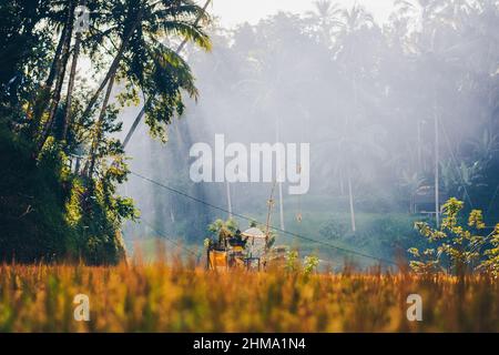 Paysage de grands palmiers qui grandissent parmi les plantations par temps ensoleillé en Indonésie Banque D'Images