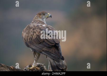 Aquila fasciata sauvage avec plumage brun assis sur un tronc en bois sur un fond flou dans un habitat naturel Banque D'Images