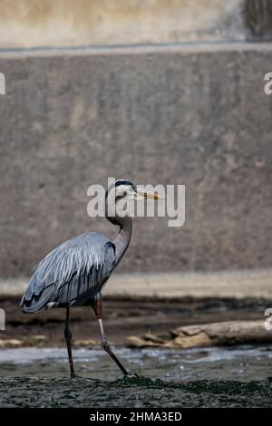 Un grand héron bleu au milieu d'une petite rivière au Québec, Canada, à la recherche d'un lieu de pêche. Banque D'Images