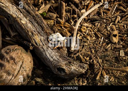 Vue de dessus du crabe ermite sur le tronc sec d'arbre près de l'épave de bois dans la forêt du Costa Rica Banque D'Images