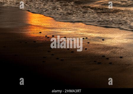 Du dessus de la côte de sable humide avec de petites tortues rampant à l'eau de mer en soirée au Costa Rica Banque D'Images