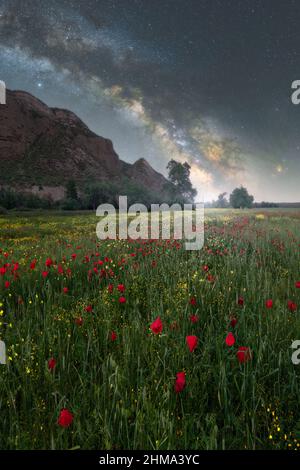 Des fleurs colorées poussent dans un champ herbacé contre une falaise rocheuse et un ciel étoilé avec une manière laiteuse au ciel ensoleillé dans la nature Banque D'Images