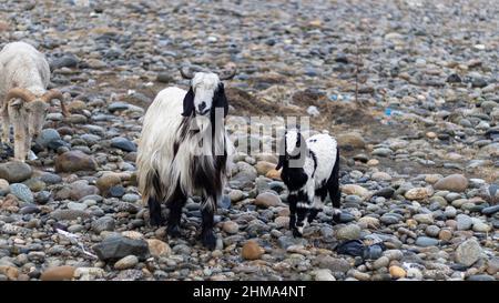 Chèvre avec son bébé debout dans la nature Banque D'Images