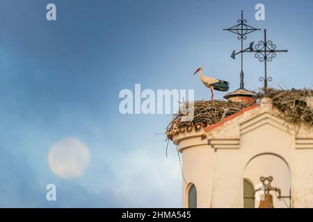 Cigogne sauvage blanche assise sur le toit de l'ancien bâtiment avec nid de paille contre ciel bleu sans nuages dans la ville le jour d'été Banque D'Images