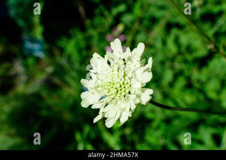 Gros plan d'une petite et délicate fleur blanche de la plante de Tatarian cephalaria (Cephalaria Gigantea) en pleine floraison dans un jardin d'été, en soleil direct Banque D'Images