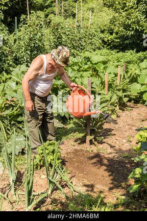 Un homme âgé arroque le jardin potager par une chaude journée d'été. Banque D'Images