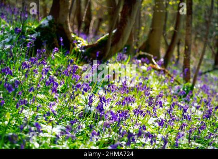 cloches, dans la neige, Banque D'Images