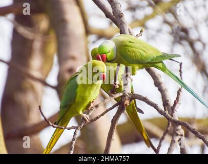 Trois perruches à col annulaire sur un arbre dans un parc de Londres, Royaume-Uni. Banque D'Images