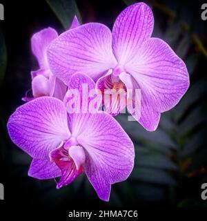 Moth Orchid Calgary Zoo Alberta Banque D'Images