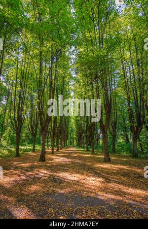 Arbres élevés dans une rangée, faisant ruelle dans la forêt Banque D'Images