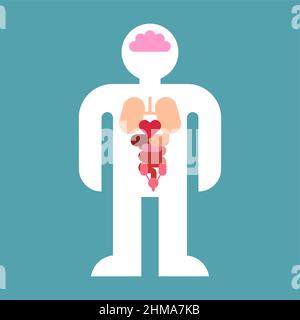 Organes internes forme simple. Illustration anatomique médicale vectorielle Illustration de Vecteur