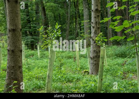 semis de chêne dans une forêt avec des tubes en plastique autour des troncs Banque D'Images