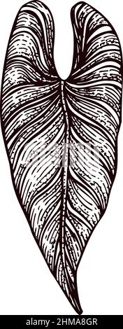 Feuille d'alocasie gravée isolée. Plantes tropicales rétro dans le style dessiné à la main. Gravure pour affiche, impression, illustration de livre, logo, icône, Illustration de Vecteur