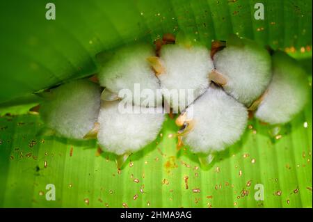 Tente blanche endormie Bat ou chauves-souris blanches honduriennes (Ectophylla alba), également appelée chauve-souris blanche des Caraïbes, Parque Nacional Braulio Carrillo Banque D'Images