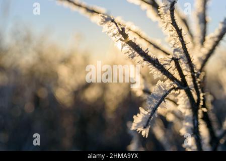 Branches d'arbre couvertes de gel avec lumière du coucher du soleil, macro Banque D'Images