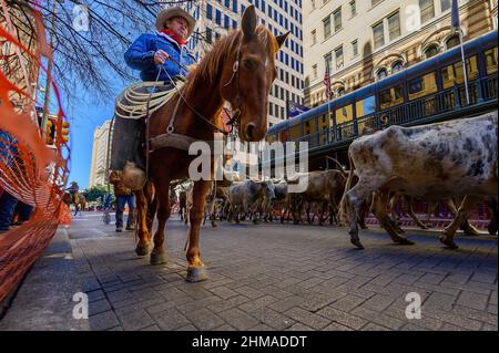 2022 élevage de bétail en face de l'hôtel sheraton gunter san antonio Banque D'Images