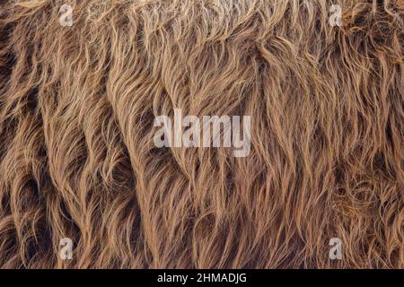 Motif de bovins des Highlands. Texture réelle de la peau de fourrure. Arrière-plan en mosaïque à motif animal Banque D'Images