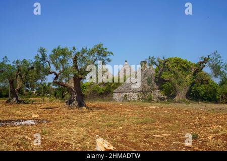 Paysage rural en juin entre Alberobello et Locorotondo, province de Bari, Apulia, Italie.Vieux oliviers et trulli Banque D'Images