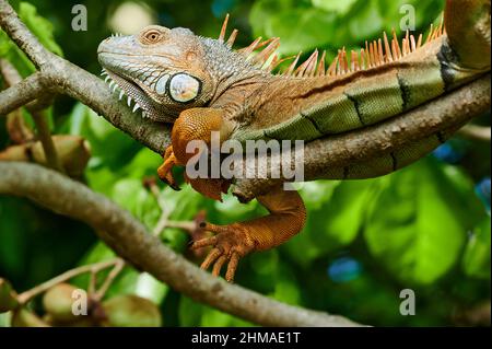 Iguana vert mâle (iguana iguana), Rio Bebedero, Costa Rica, Amérique centrale Banque D'Images