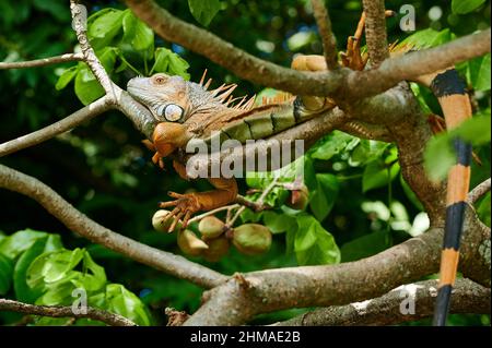 Iguana vert mâle (iguana iguana), Rio Bebedero, Costa Rica, Amérique centrale Banque D'Images