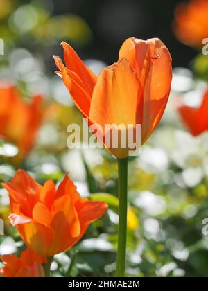 Une fleur orange d'une tulipe au milieu d'autres fleurs de tulipe Banque D'Images
