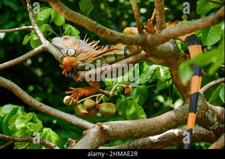 Iguana vert mâle (iguana iguana), Rio Bebedero, Costa Rica, Amérique centrale Banque D'Images