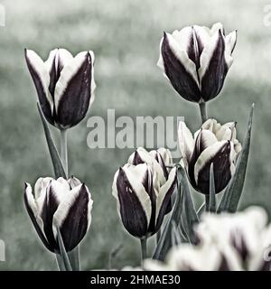 Image désaturée de deux fleurs de couleur de plusieurs tulipes Banque D'Images