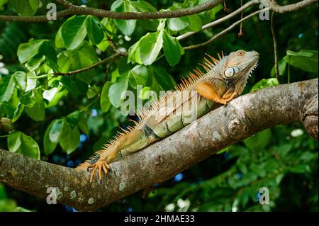 Iguana vert mâle (iguana iguana), Rio Bebedero, Costa Rica, Amérique centrale Banque D'Images