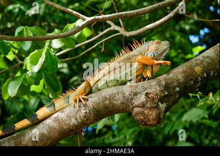 Iguana vert mâle (iguana iguana), Rio Bebedero, Costa Rica, Amérique centrale Banque D'Images