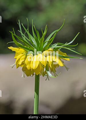 Gros plan de la fleur jaune de la couronne impériale, Fritilaria impérialis Banque D'Images