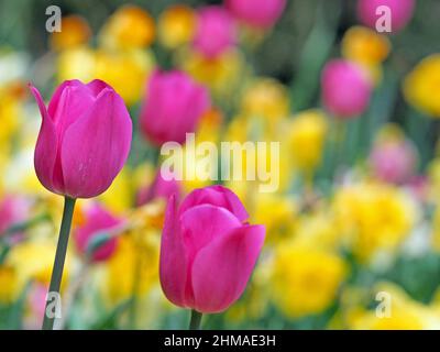 Fleurs roses de tulipes devant le champ avec des tulipes à fleurs jaunes et roses Banque D'Images