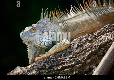 Iguana vert mâle (iguana iguana), Rio Bebedero, Costa Rica, Amérique centrale Banque D'Images