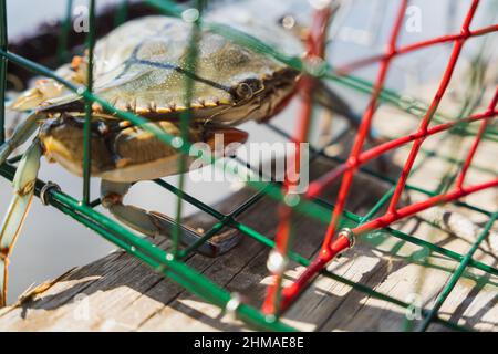 Crabe bleu de l'Atlantique pêché dans une marmite de crabe Banque D'Images