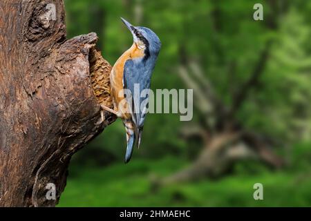 Nuthatch eurasien / nuthatch de bois (Sitta europaea) fourragent sur le tronc d'arbre en forêt Banque D'Images