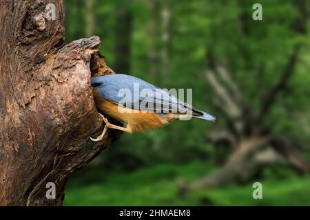 Nuthatch eurasien / nuthatch de bois (Sitta europaea) fourragent sur le tronc d'arbre en forêt Banque D'Images