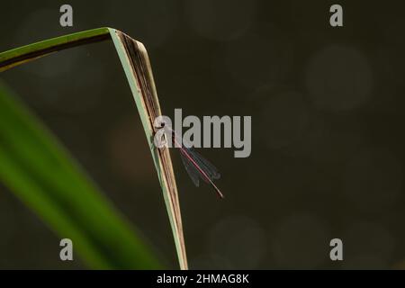 Grande damselfly rouge avec fond sombre Banque D'Images