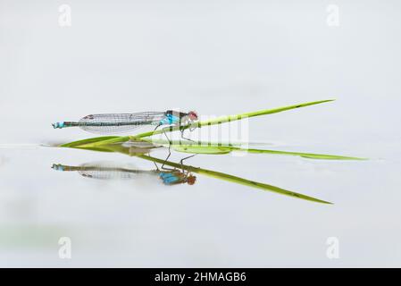 Damselfly aux yeux rouges au niveau de l'eau Banque D'Images