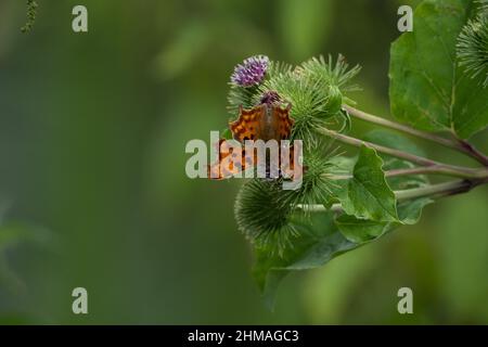 Collier papillon virgule Banque D'Images